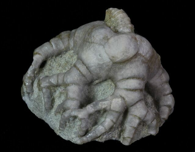 Bargain, Hylodecrinus Crinoid Fossil - Crawfordsville, Indiana #68505